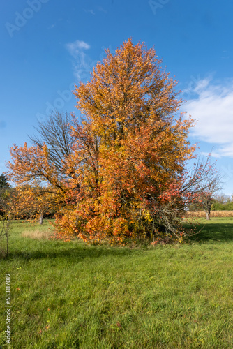 Baum in Herbstfarben © plan64