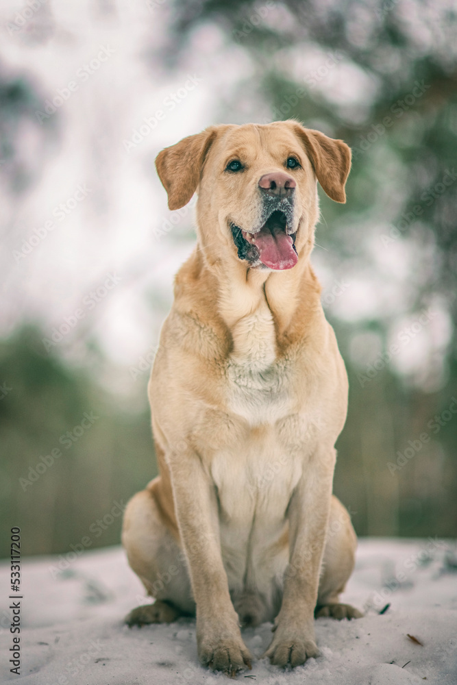 Beautiful purebred labrador retriever on a walk in nature in winter. Beautiful purebred labrador retriever on a walk in nature in winter.