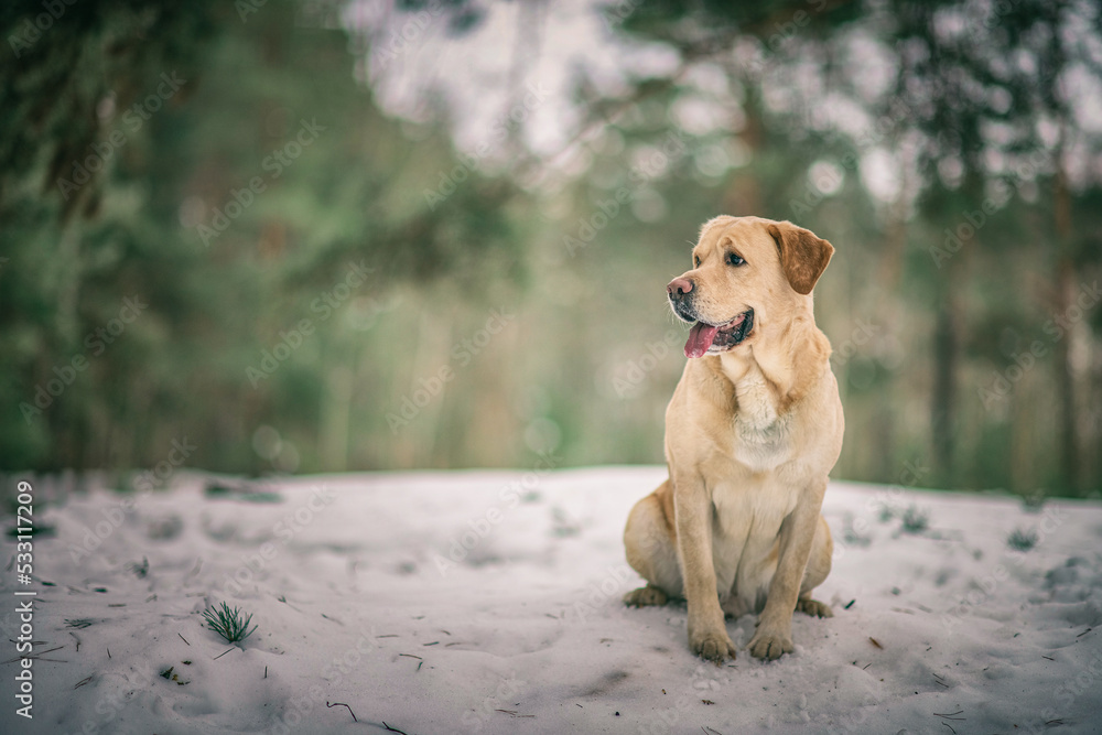 Beautiful purebred labrador retriever on a walk in nature in winter. Beautiful purebred labrador retriever on a walk in nature in winter.