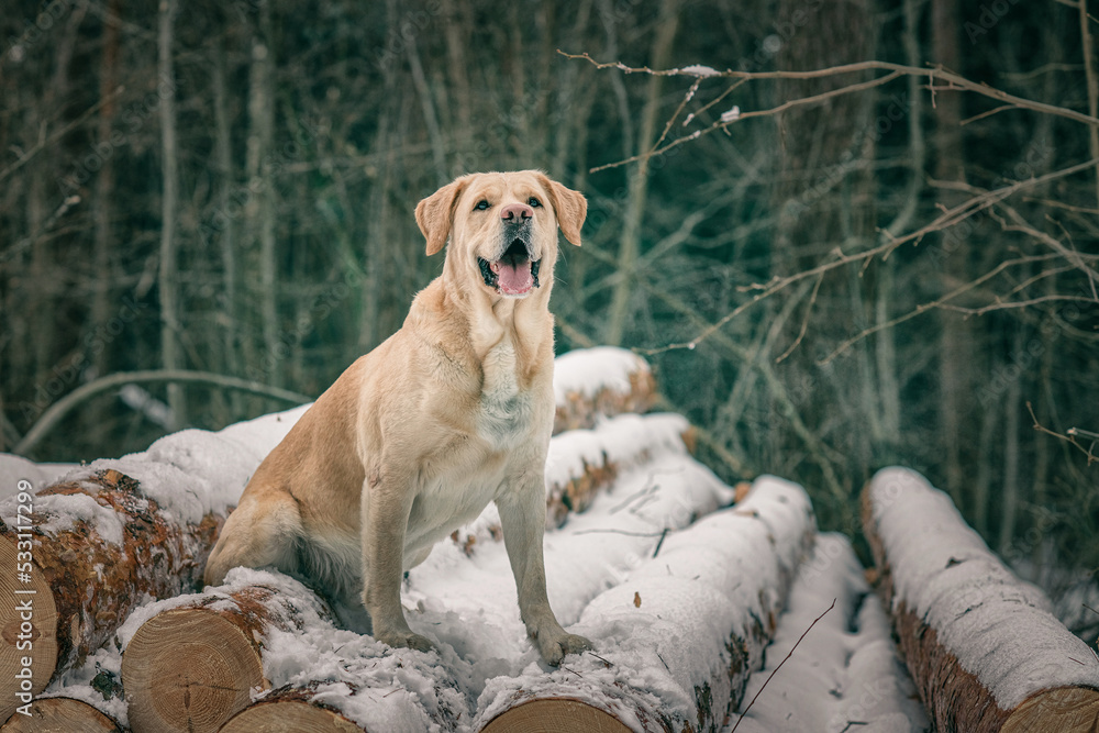 Beautiful purebred labrador retriever on a walk in nature in winter. Beautiful purebred labrador retriever on a walk in nature in winter.