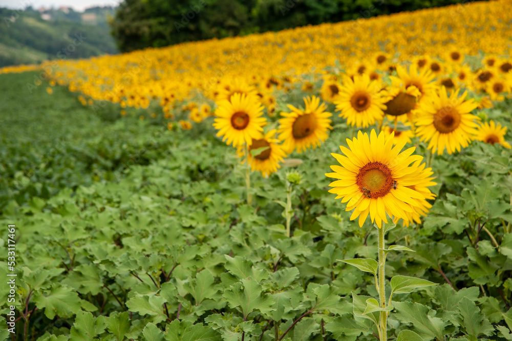 Obraz premium Monferrato, Piemonte, Italia - 19 Luglio 2021:.Girasole in campo di girasoli. La fioritura dei girasoli, fiori di un giallo brillante nella campagna del Piemonte in Italia..