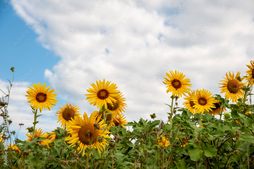 Monferrato, Piemonte, Italia - 19 Luglio 2021:.Girasole in campo di girasoli. La fioritura dei girasoli, fiori di un giallo brillante nella campagna del Piemonte in Italia.. Monferrato, Piemonte, Italia - 19 Luglio 2021:.Girasole in campo di girasoli. La fioritura dei girasoli, fiori di un giallo brillante nella campagna del Piemonte in Italia..