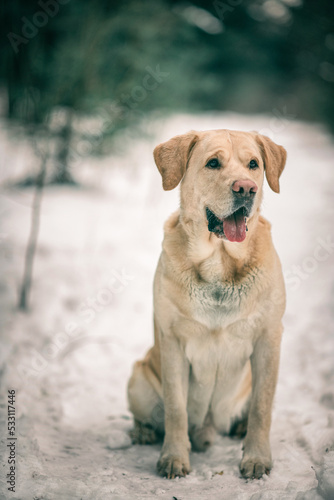 Fototapeta Naklejka Na Ścianę i Meble -  Beautiful purebred labrador retriever on a walk in nature in winter.
