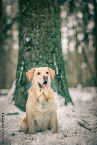 Beautiful purebred labrador retriever on a walk in nature in winter.