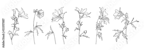 Hand drawn floral collection. Set of petaled flower outlines. Black plants sketch vector on white background. Herb wildflower decorative print elements