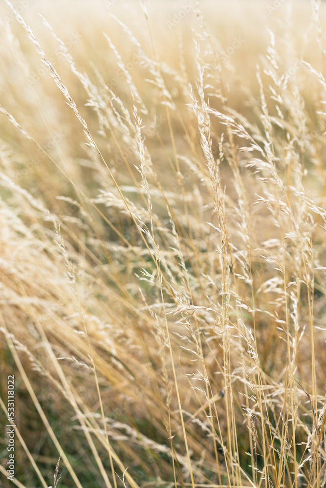 Abstract natural background of soft plants Cortaderia selloana. Pampas grass on a blurry bokeh, Dry reeds boho style. Fluffy stems of tall grass in winter Abstract natural background of soft plants Cortaderia selloana. Pampas grass on a blurry bokeh, Dry reeds boho style. Fluffy stems of tall grass in winter