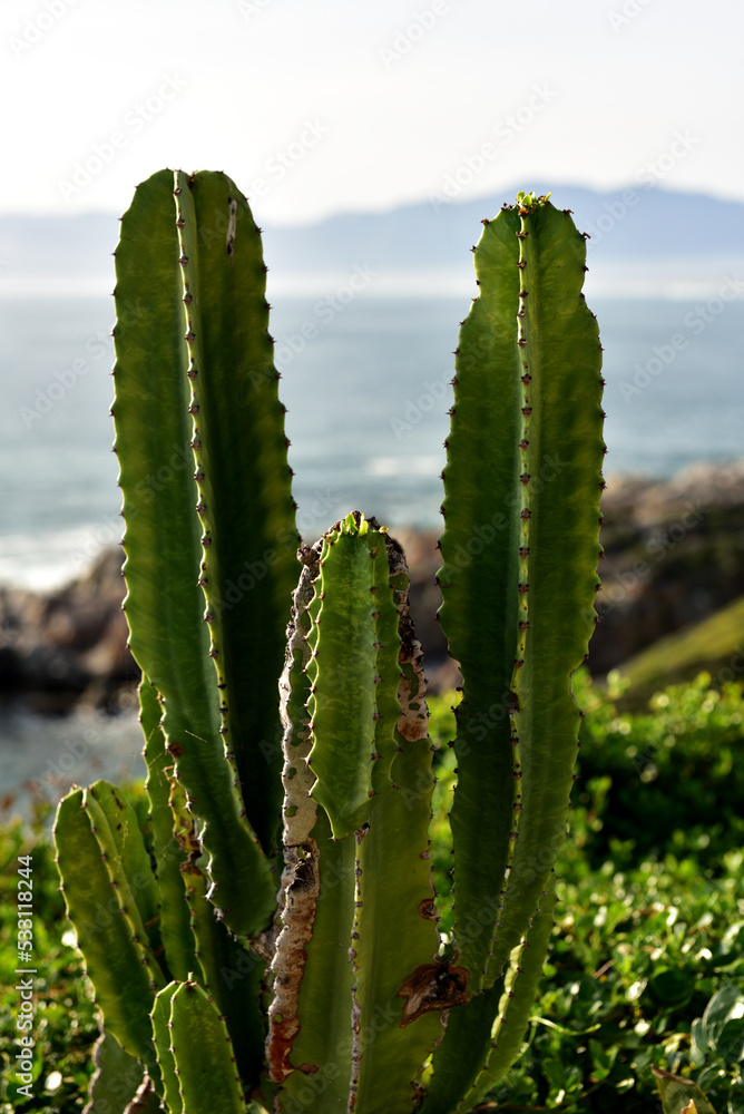 A cactus growing wild next to the shrubs and rocks forming the seaside at the Kelders in the Western Cape of South Africa A cactus growing wild next to the shrubs and rocks forming the seaside at the Kelders in the Western Cape of South Africa