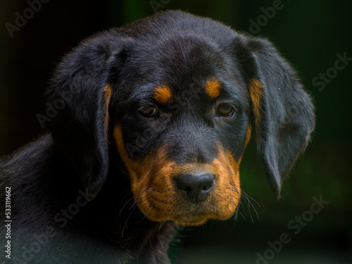 Beautifull dog seen in the mountain walk