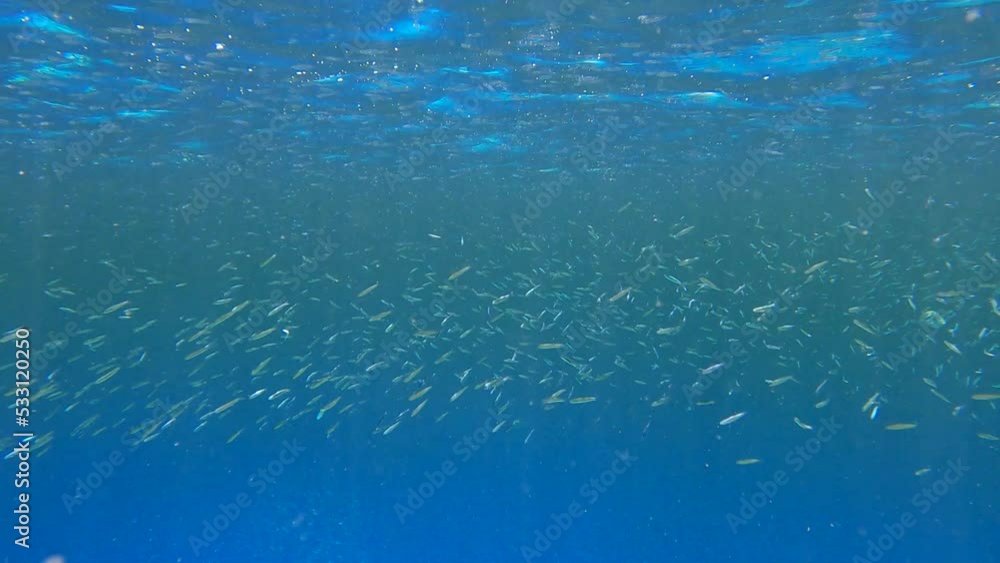 Large school of small fishes feeds in the surface of blue water rich in plankton. Visually distinguishable plankton-rich water layer (rarely seen phenomenon). 4K-60fps Large school of small fishes feeds in the surface of blue water rich in plankton. Visually distinguishable plankton-rich water layer (rarely seen phenomenon). 4K-60fps
