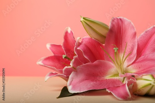 Fototapeta Naklejka Na Ścianę i Meble -  Beautiful pink lily flowers on color background, closeup