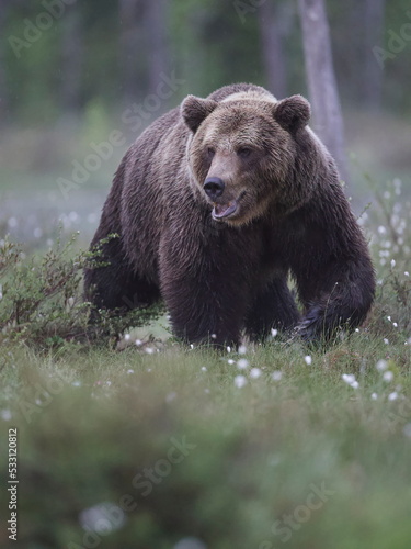 Kuhmo, Finland; June, 2022. Photography of Brown Bear (Ursus arctos) in the wild in the Kuhmo region.