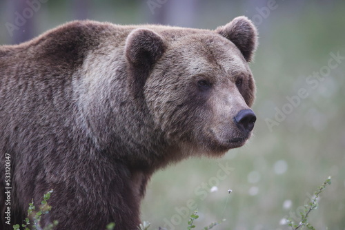 Kuhmo, Finland; June, 2022. Photography of Brown Bear (Ursus arctos) in the wild in the Kuhmo region.