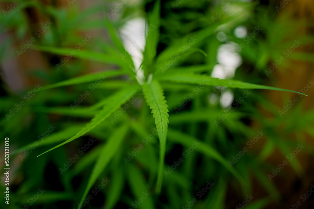Cannabis plant leaves on dark color background Cannabis plant leaves on dark color background