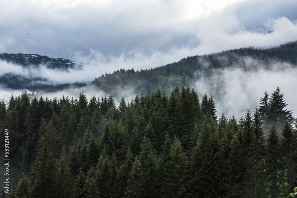 Wald Wald