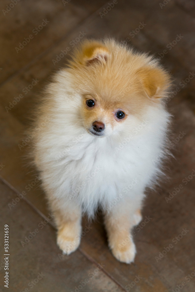 close up portrait of red pomeranian spitz puppy