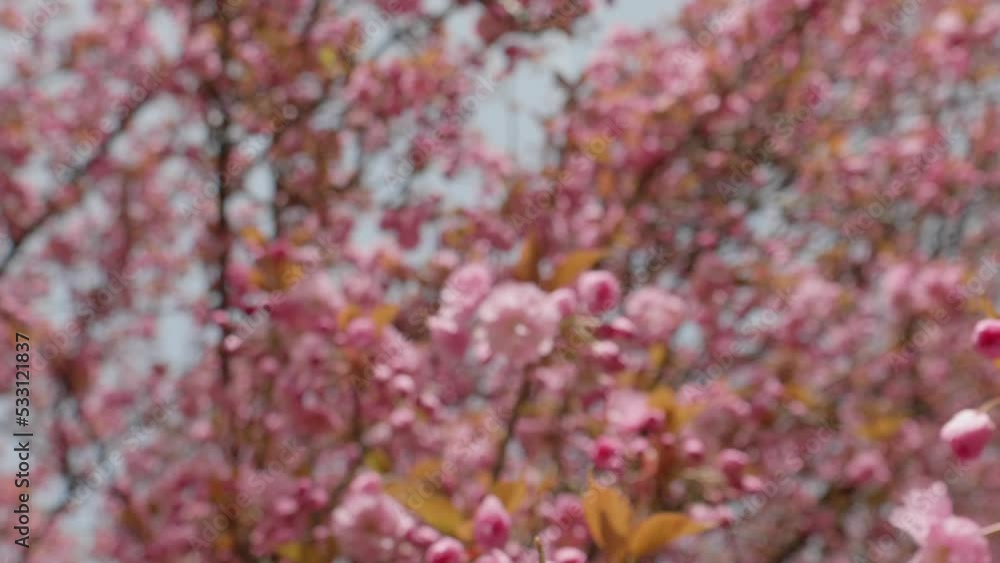 Floral Pink Cherry Blossom Spring Flower Plant Time Lapse Floral Pink Cherry Blossom Spring Flower Plant Time Lapse