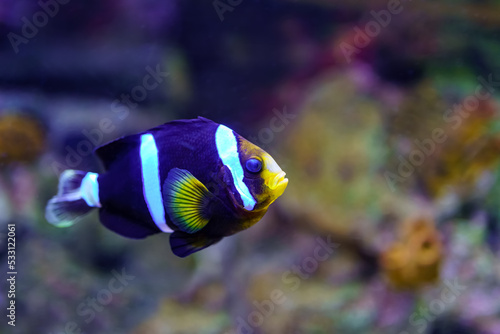Clownfish of colorful colors, swimming quietly among rocks and corals.