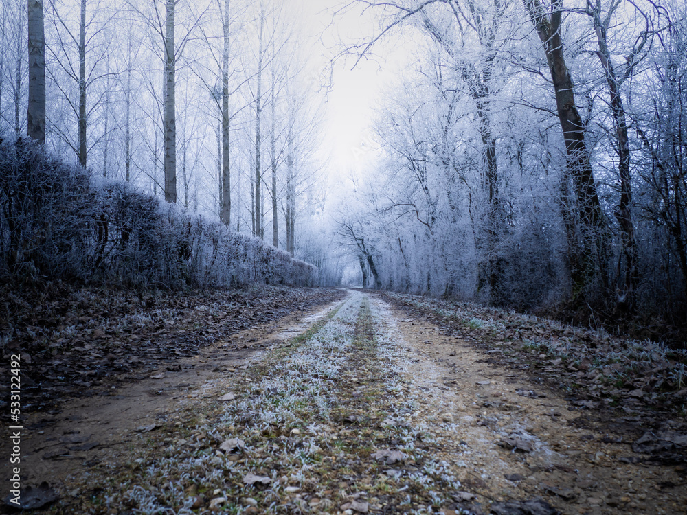 Obraz premium Road in winter forest