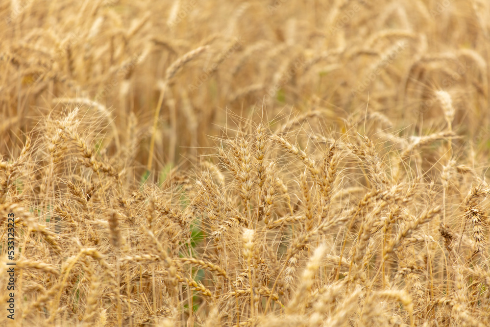 Ripe ears of wheat as a background. Ripe ears of wheat as a background.