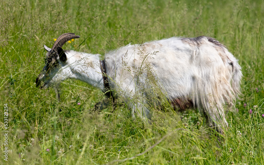 Obraz premium Portrait of a goat on a farm.