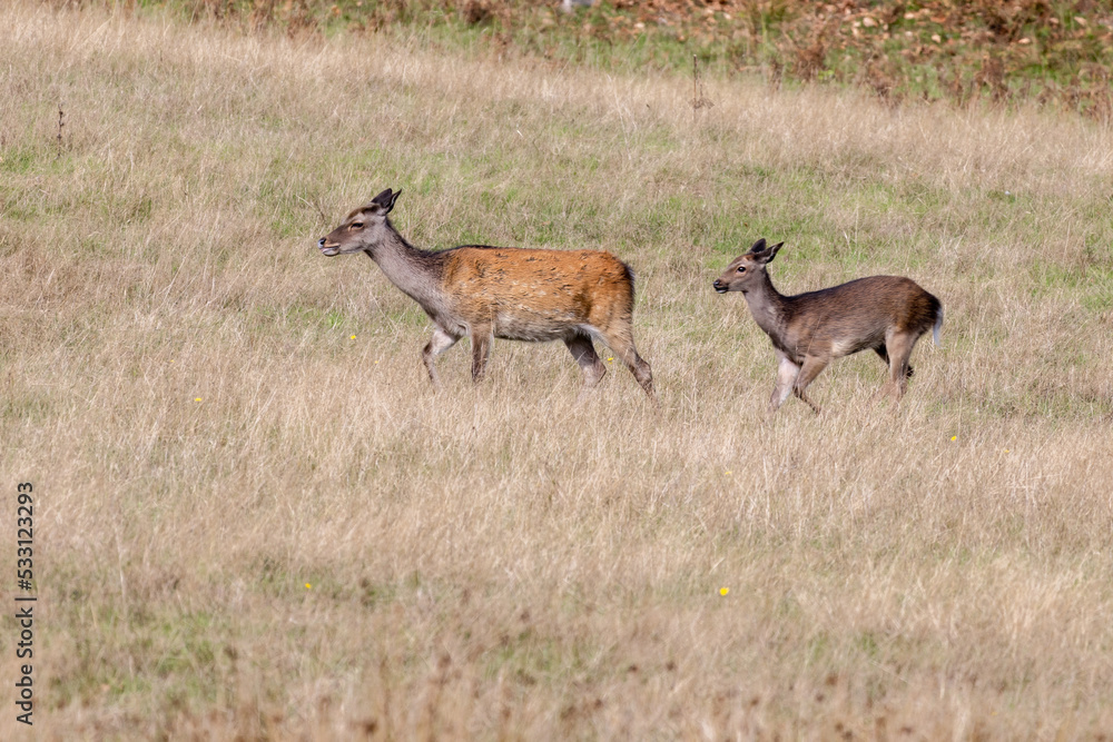 Wild Japanese Sika Deer Hind, Cervus nippon, and baby wandering in Dorset Wild Japanese Sika Deer Hind, Cervus nippon, and baby wandering in Dorset