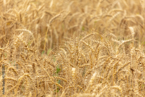 Ripe ears of wheat as a background.