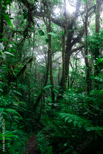 Amazing misty Monteverde cloud forest photographed in Costa Rica. Costa Rica's rainforests are distinguished by their wonderful vegetation.  photo