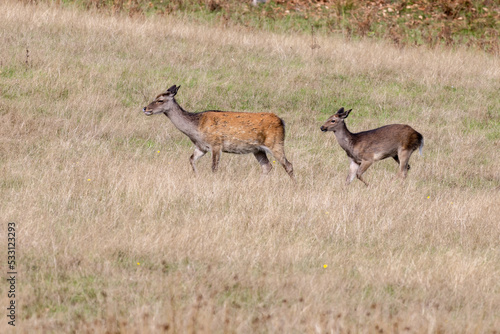 Wild Japanese Sika Deer Hind, Cervus nippon, and baby wandering in Dorset