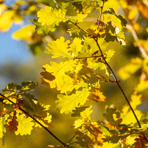 Yellow oak leaves in the forest in autumn.