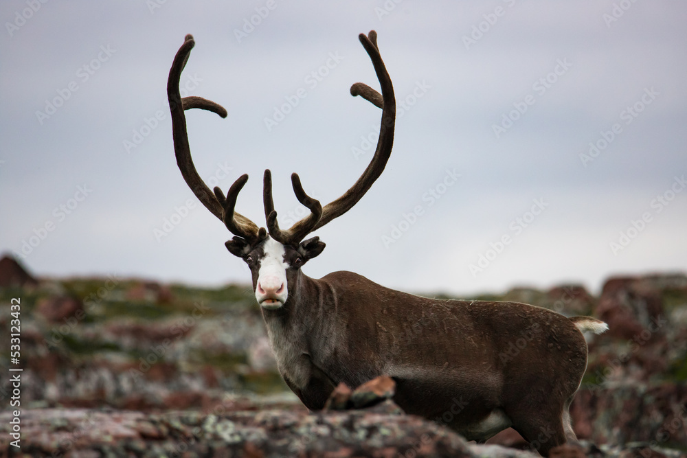 Portrait of a surprised brown reindeer encountered in the harsh landscape of northern Norway Portrait of a surprised brown reindeer encountered in the harsh landscape of northern Norway