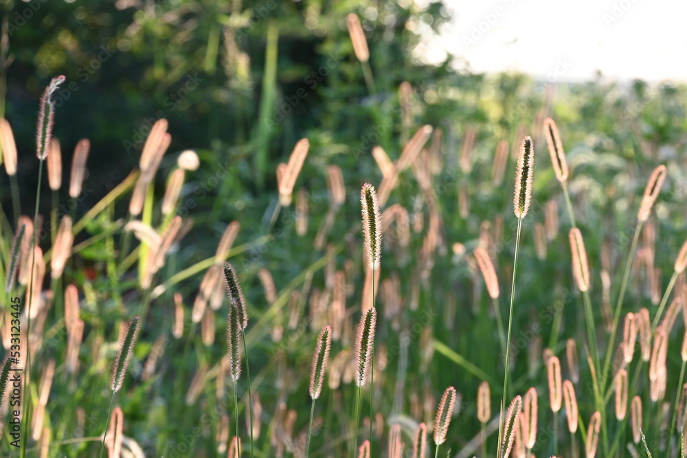Obraz premium grass in the wind