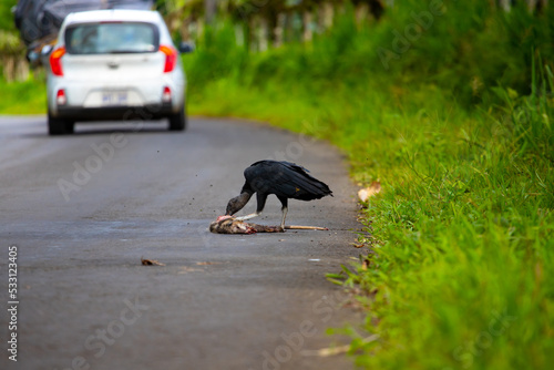 Black vulture eating a dead animal on the road with a car in the background. Photo was taken in Costa Rica