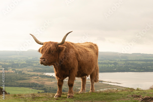 highland cow with horns