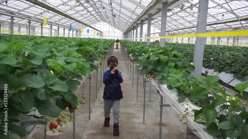 Little Boy is walking in an Indoor Strawberry farm.