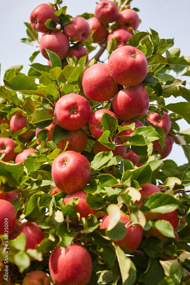 Shiny delicious apples hanging from a tree branch in an apple orchard Shiny delicious apples hanging from a tree branch in an apple orchard