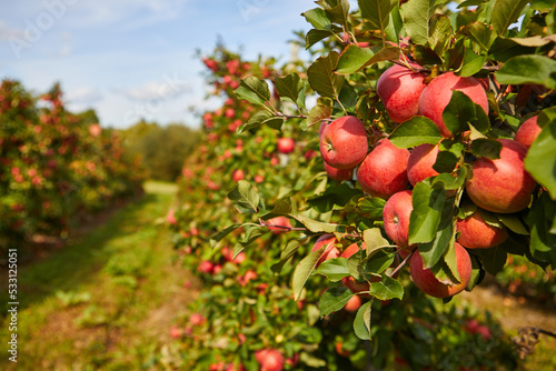 Shiny delicious apples hanging from a tree branch in an apple orchard