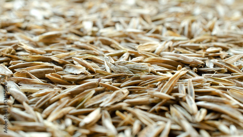Lawn grass seed background, top view. Dry lawn grass seeds, background, texture, top view. Pile of lawn grass seeds, top view. Background from lawn grass seeds, texture.