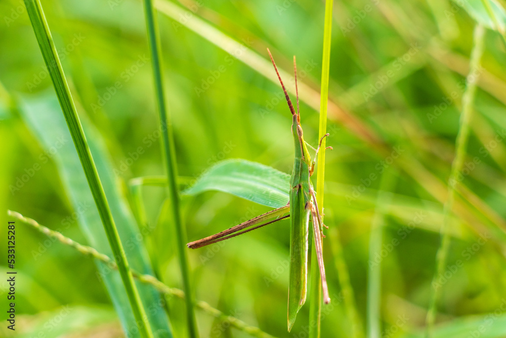 草原に緑色のショウリョウバッタ 草原に緑色のショウリョウバッタ