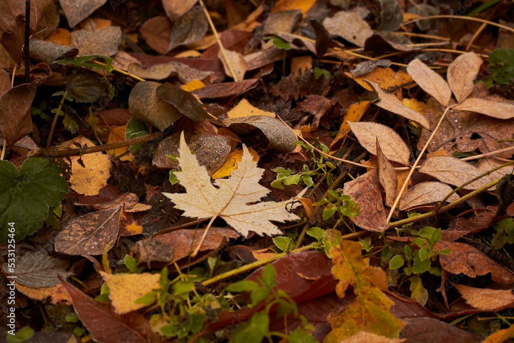 Brown and orange fallen leaves on the ground. Autumn foliage. Brown and orange fallen leaves on the ground. Autumn foliage.