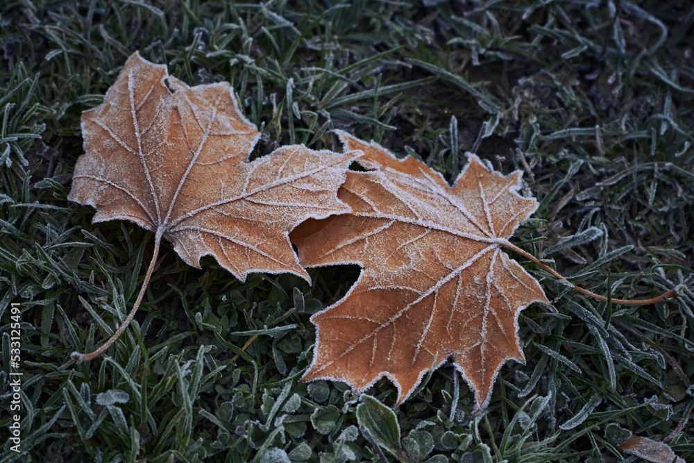 Dry fallen maple leaves with hoarfrost on dark green grass in autumn. November frosts. Dry fallen maple leaves with hoarfrost on dark green grass in autumn. November frosts.