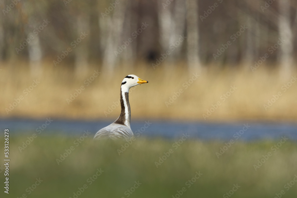 Obraz premium Bar-headed goose (Anser indicus) behind the grass hill.