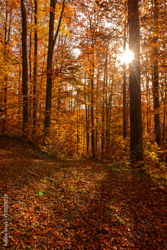 Buchenwälder bei Stolberg (Südharz, Sachsen-Anhalt) zur bunten Herbstfärbung
