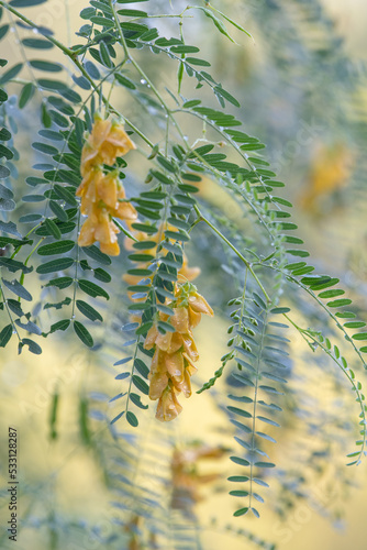 The yellow flowers of rattlebush hang in clusters on a thin stemmed shrub. photo