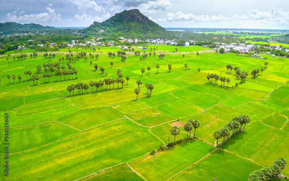 Fototapeta premium Ta Pa rice fields are beautiful in the morning, interspersed with beautiful and peaceful jaggery trees in the border delta of Vietnam
