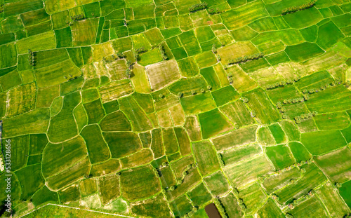 Ta Pa rice fields are beautiful in the morning, interspersed with beautiful and peaceful jaggery trees in the border delta of Vietnam photo