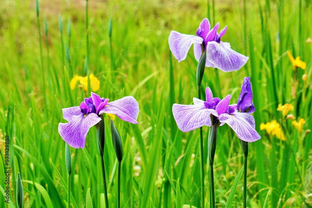 屋外で咲く3本の紫色の花菖蒲