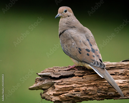 Mouring Dove