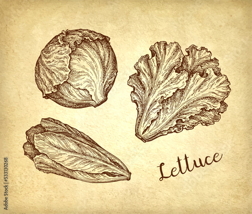 Ink drawing of lettuce.