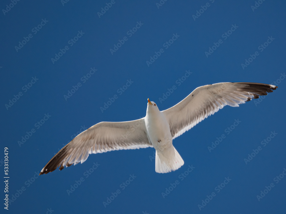 Fototapeta premium Gaviota volando cielo azul,