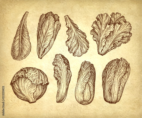 Ink drawing of lettuce.